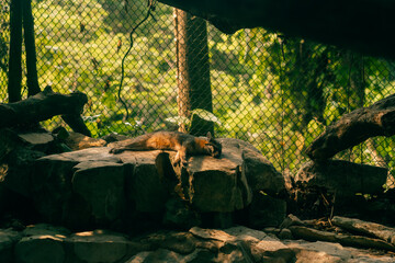 A sleeping endangered San Joaquin Kit Fox