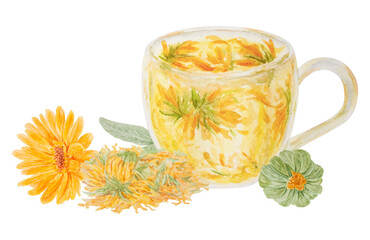 Orange calendula officinalis watercolor hand drawn illustration. Flower for natural herbal medicine, healthy tea, cosmetics and homeopatic remedies. Botanical element for labels, eco goods, textiles