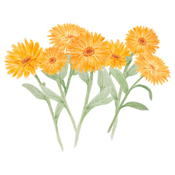 Boquet of orange calendula officinalis watercolor hand drawn illustrations. Botanical elements for labels, eco goods, textiles, natural herbal medicine, healthy tea, cosmetics and homeopatic remedies.