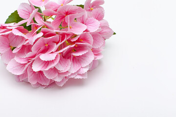Fototapeta premium Pink flower hydrangea on white background. Clipping path inside.