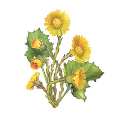 Closeup of bright yellow coltsfoot flowers with leaves (Tussilago farfara, tash plant, coughwort, farfara). Watercolor hand drawn painting illustration isolated on white background.