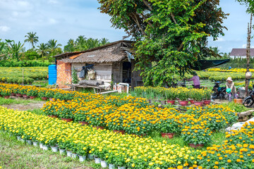 Fototapeta na wymiar Garden of Marigold, preparing to harvest in Cho Lach, Ben Tre, Vietnam. They are hydroponic planted in gardens around farmers' houses along Mekong Delta for sale during Lunar New Year