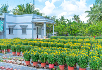 Garden of Yellow Daisies, preparing to harvest in Cho Lach, Ben Tre, Vietnam. They are hydroponic planted in gardens around farmers' houses along Mekong Delta for sale during Lunar New Year