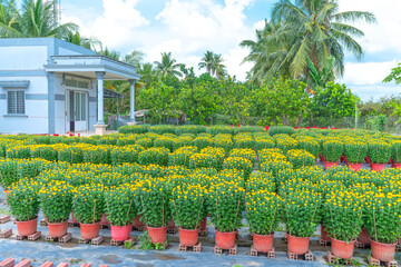 Fototapeta na wymiar Garden of Yellow Daisies, preparing to harvest in Cho Lach, Ben Tre, Vietnam. They are hydroponic planted in gardens around farmers' houses along Mekong Delta for sale during Lunar New Year