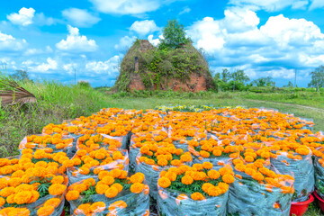 Abandoned brick kilns in the chrysanthemum garden in early spring in Phu Son, Cho Lach, Ben Tre,...