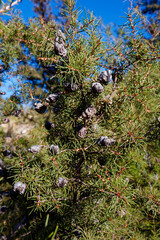 The invasive Hakea plant is still found in the mountains around, Worcester, South Africa.