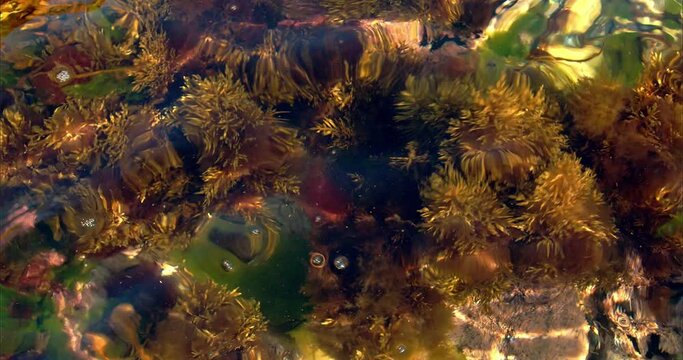Seaweed on rocks swaying on the waves of the surf. Background for titles. Tarkovsky. High quality 4k footage
