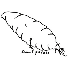 Sweet Potato doodle drawing, line draw of fruit and food