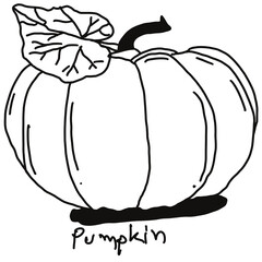 pumpkin doodle drawing, line draw of fruit and food