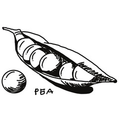 pea doodle drawing, line draw of fruit and food