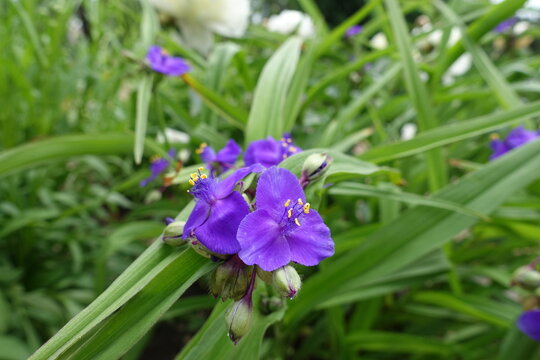 Couple of purple flowers of Virginia spiderwort in June