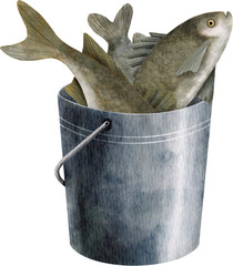 Watercolor fish catch in metal bucket illustration, Hand drawn perch and fish tails in iron pail isolated on transparent background. Fishing equipment. Summer outdoor hobby design for fishing goods © Olya Haifisch