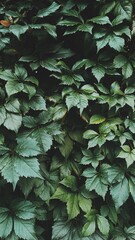 Natural green leaf wall, Texture background