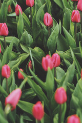 Buds of rose tulips with green leaves in soft lights at blur background 