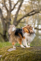 Obraz na płótnie Canvas Sheltie dog in a beautiful forest landscape - a captivating image capturing the elegance of the breed amidst nature's beauty.