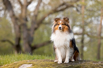 Obraz premium Sheltie dog in a beautiful forest landscape - a captivating image capturing the elegance of the breed amidst nature's beauty.