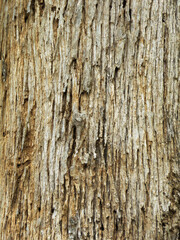 Fototapeta premium Surface texture of the Teak tree. Bark of a tree. Teak tree bark texture. Tree bark texture background.