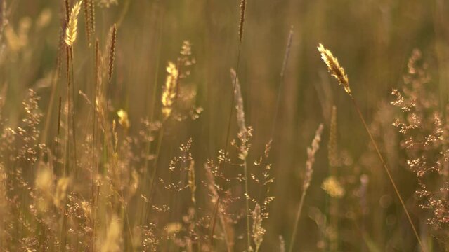 Tall grass growing in golden summer sunshine sunset
