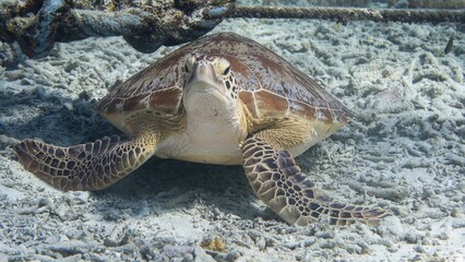 Obraz premium Sea Turtle