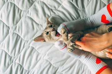 Oriental cat lying on owner's feet in socks with red heart on February 14