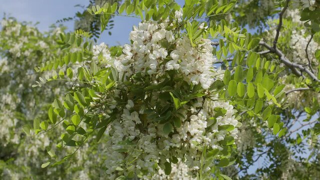 White acacia flowers on a acacia tree on a sunny summer day.