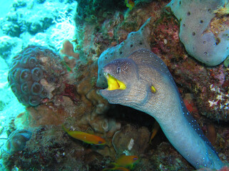 Moray eel Egypt Red Sea
