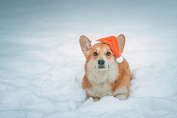 Corgi pembroke wearing a santa claus hat lies on the snow on a cold winter day