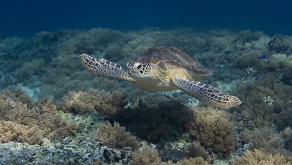 Sea Turtle
