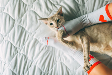 Oriental cat lying on owner's feet in socks with red heart on February 14