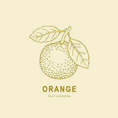 Orange, line art logo,  fruit logo ,doodle, oranges illustration, package design, fruits, orange fruit, sketch, hand drawn