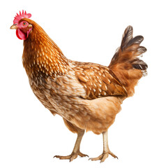 Fototapeta premium Brown Hen isolated on the transparent background PNG. AI generative.