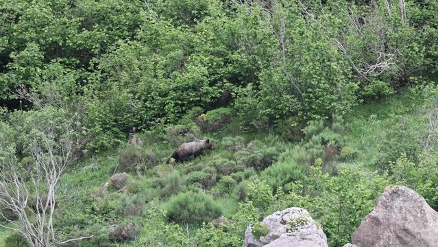 Oso ib&eacute;rico cantabrico en libertad en su entorno natural 