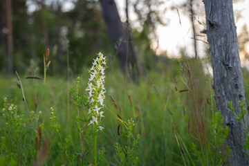 Platanthera bifolia white wild lesser butterfly-orchid flowers in bloom. Protected plant on tiny islet in Baltic Sea.