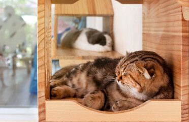 Portrait brown cat sleeping in cat home