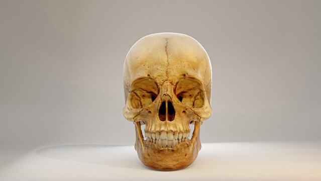 Real Human Skull 3D image