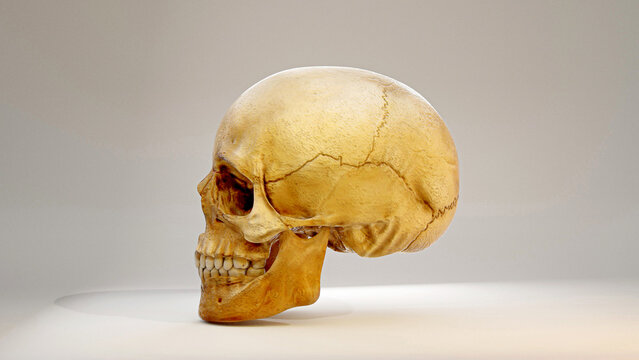 Real Human Skull 3D image
