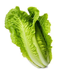 Romaine lettuce isolated on transparent or white background, png - obrazy, fototapety, plakaty