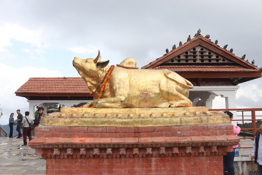 Kathmandu, Bagmati Nepal- June 9 2023: Golden idol of holy cow Nandi sacred in the Hindu religion of lord Shiva. 