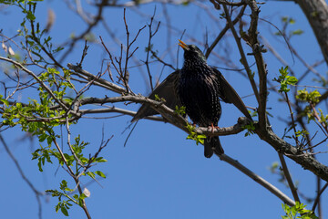 starling singing on branch of tree at spring