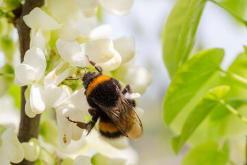 bumblebee on white acacia blossoming at spring