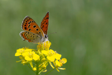 butterfly sitting on yellow flower on meadow