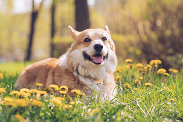Corgi with a golden collar sitting on green grass and dandelions on a sunny day