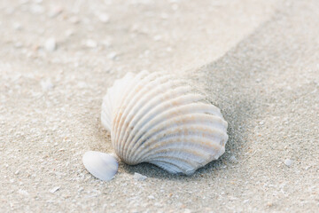 Fototapeta na wymiar Sea shells on the sand, summer beach background. Top view
