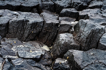 Columnar Basalt at Allans Beach, Otago Peninsula,