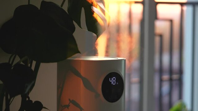 Modern humidifier at home, moistens dry air surrounded by indoor Monstera houseplant. Humidification, plant care, comfortable living conditions concept. Diffuser, climate equipment for apartment
