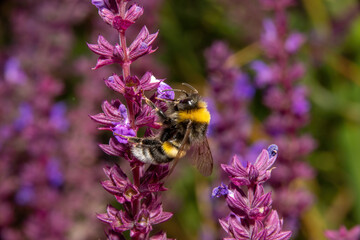 Bumblebee collecting pollen on purple salvia flowers