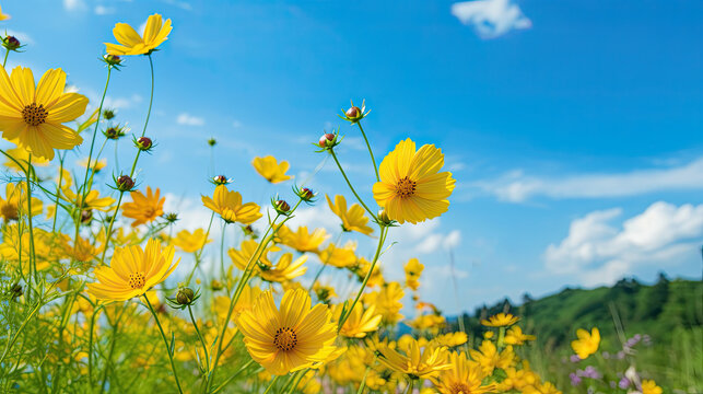 Yellow Flower Cosmos Bloom with Sunshine and Blue Sky Background