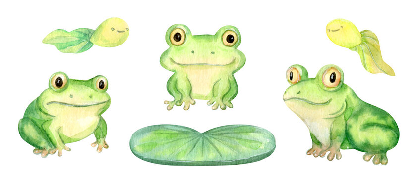Hand Drawn Watercolor Cute Cartoon Frogs Set