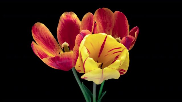 Timelapse of yellow and red tulip flowers blooming on black background. Wedding backdrop, Valentine's Day concept. Mother's day, Holiday, Love, birthday