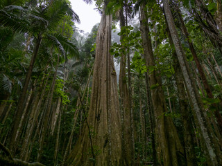 Misty Rainforest